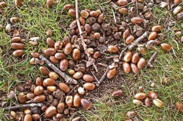 what tree produces acorns