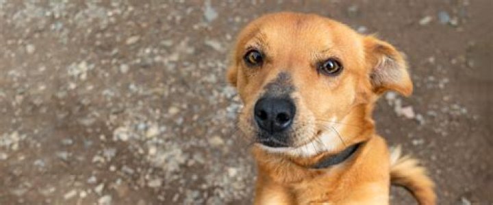 whats a mutt