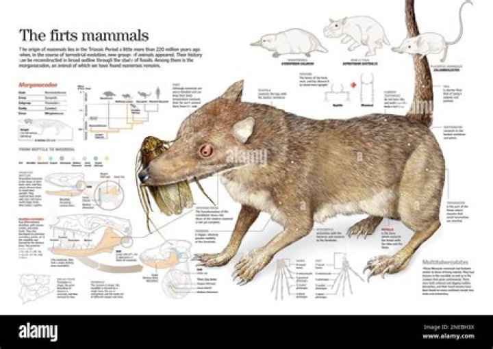 when did mammals first appear