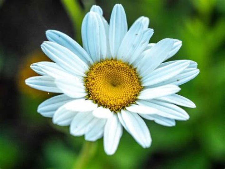 when do daisies bloom