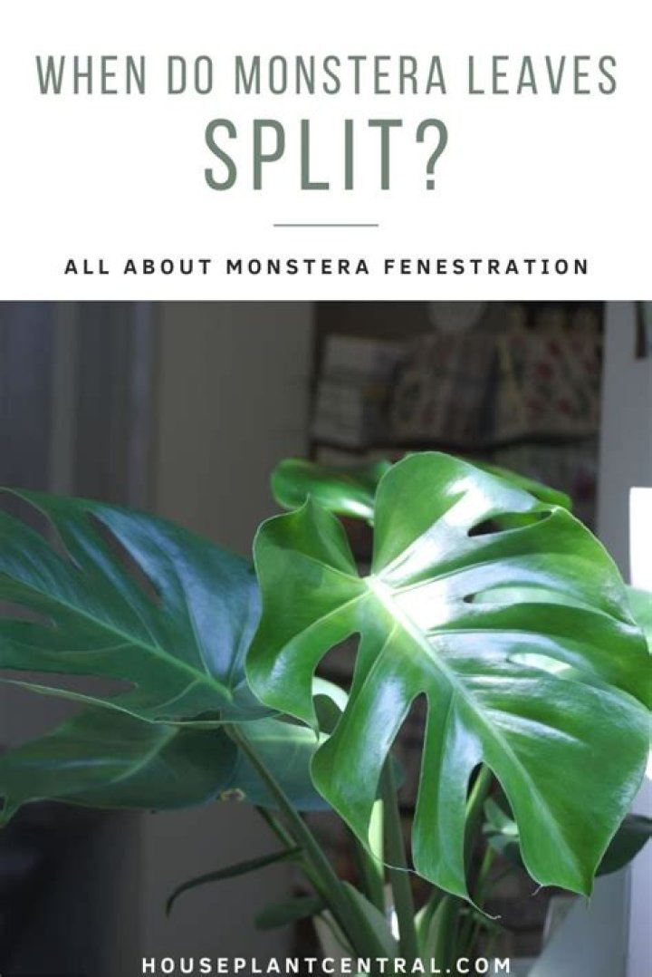 when do monstera leaves split