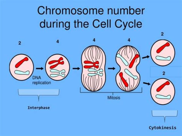 when during the cell cycle are chromosomes visible