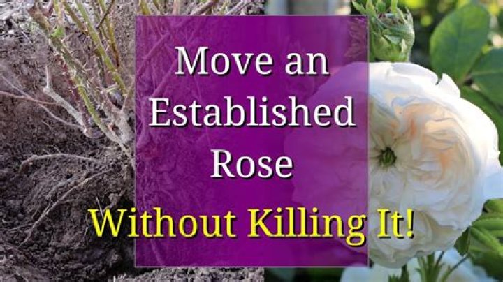 when to transplant roses