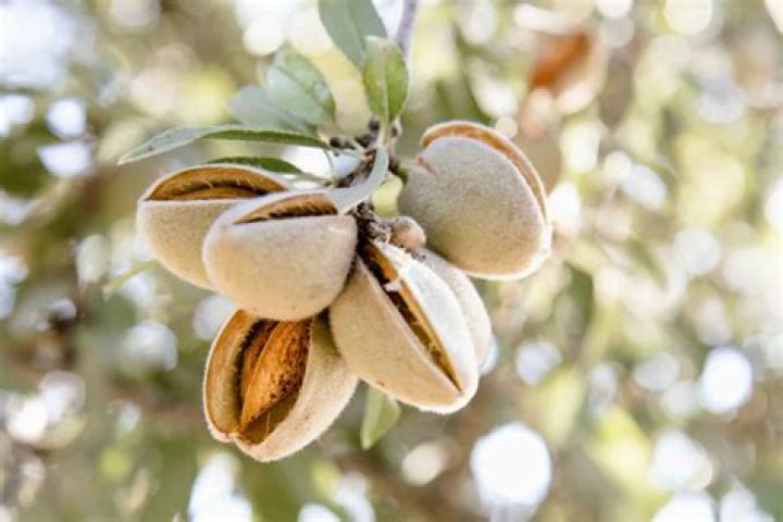 where are almonds grown