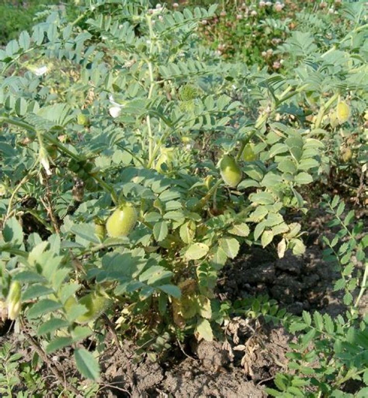 where do chickpeas come from