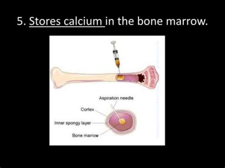 where is calcium stored