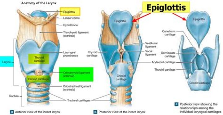 where is the epiglottis located