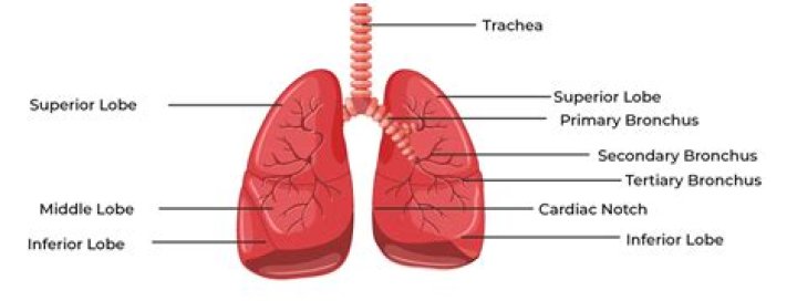 which lung is bigger