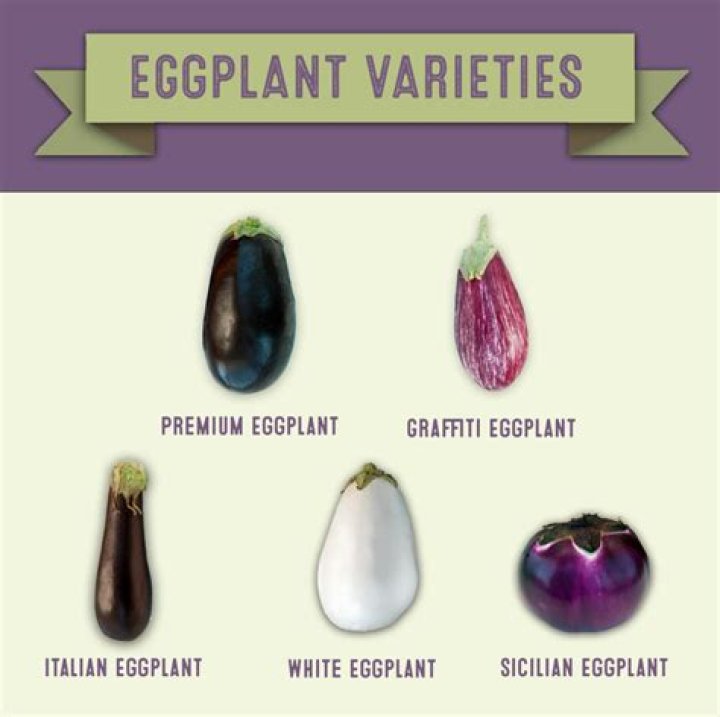 why are eggplants called eggplants