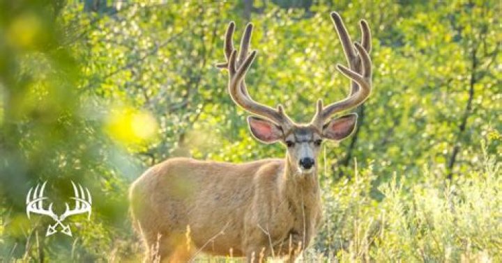 why do deer shed their antlers