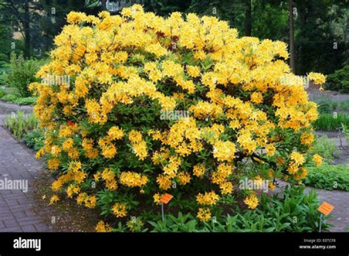 yellow rhododendron