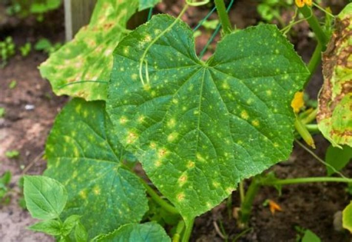 yellow spots on cucumber leaves