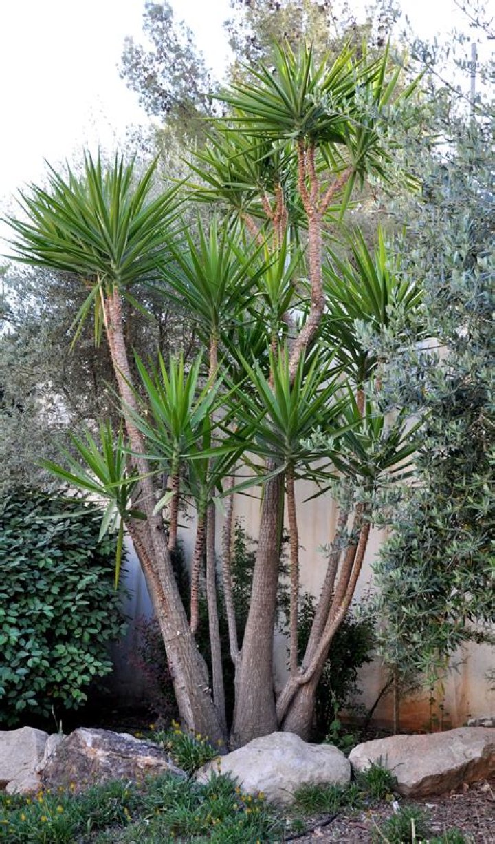 yucca cactus